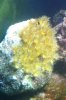 coral1.jpg