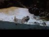 Benny the Lawnmower Blenny.jpg