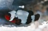 blacker ice 1.jpg