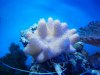 devils hand 004 (800x600).jpg
