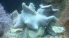 leather coral.jpg