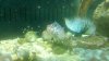 pixies hawkfish.jpg
