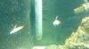 firefish.jpg