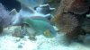 hoeven wrasse.jpg