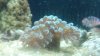 hammer coral.jpg