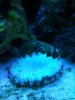 doughnut coral.JPG