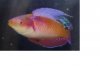 wrasse id.jpg
