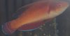wrasse id2.jpg