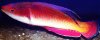 wrasse id3.jpg