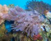 reef pics 009 (800x653).jpg