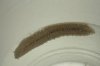 worm.jpg
