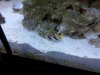 Goby&Candy.jpg
