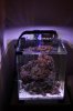 fishtank118 009.jpg