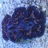 Tridacna-crocea-Vietnam-Crocea-Clam.jpg