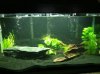 aquarium day 8.jpg