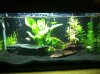 aquarium day 9.5.jpg