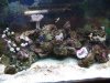 fish 021.jpg