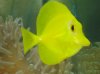 dec fishes 003 Medium Web view.jpg