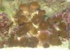 dec fishes 006 Medium Web view.jpg