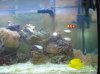 dec fishes 008 Medium Web view.jpg