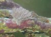 dec fishes 013 Medium Web view.jpg