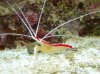 dec fishes1 001 Medium Web view.jpg