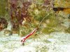 dec fishes1 002 Medium Web view.jpg