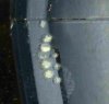 egg looking things2.jpg