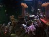 Fish Tank 005.jpg
