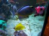 Fish Tank 018.jpg