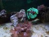 Fish Tank 003.jpg