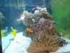 Matts tank 005.jpg