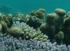 coralprofile.JPG