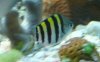 fish01.JPG