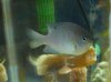fish04.JPG