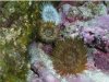anemone.jpg
