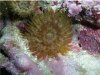 anemone2.jpg