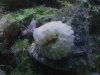 turbo worm.jpg