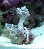 coral.JPG