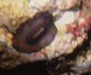 slug 010.jpg