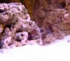 saltwater 043_1_2_1.jpg