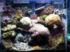 saltwater 2-1-08 001 3r.JPG