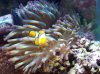 saltwater 2-1-08 006 3r.JPG