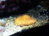 saltwater 2-1-08 010 3r.JPG