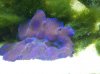 saltwater 2-1-08 004 3r.JPG