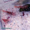 shrimp.jpg