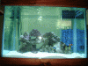 tank.gif