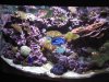 92g Corner Tank.JPG