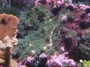 Bryopsis infestation.JPG