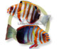 th-75839-harlequin.jpg